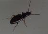 Bembidion sp.